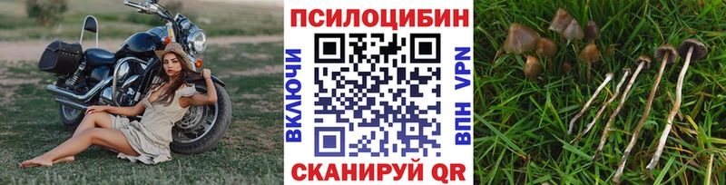 Купить где  Семилуки  Галлюциногенные грибы мицелий 